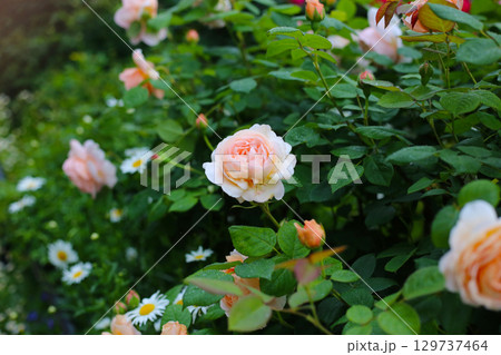 A beautiful rose bush in a public park in Japan A beautiful rose bush in a public park in Japan 129737464