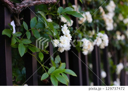 A beautiful rose bush in a public park in Japan 129737472