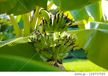 A cluster of green bananas hanging from a banana tree 129737585