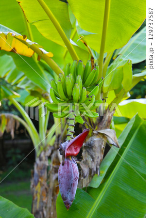 A cluster of green bananas hanging from a banana tree 129737587