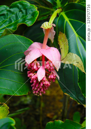 Medinilla magnifica, the showy medinilla or rose grape 129737716