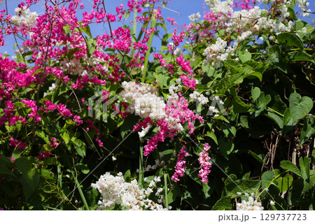 Coral vine, Mexican creeper, Chain of love, Pink vine, Honolulu Creeper Coral vine, Mexican creeper, Chain of love, Pink vine, Honolulu Creeper 129737723
