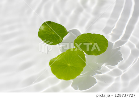 Green centella leaves floating gently in clear rippling water. Green centella leaves floating gently in clear rippling water. 129737727