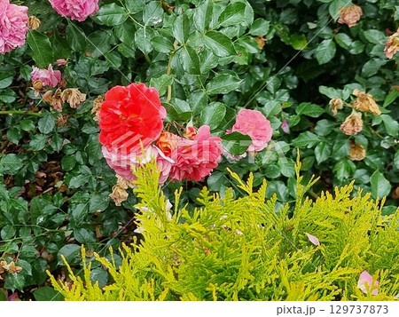 Beautiful Flowers In The Garden 129737873