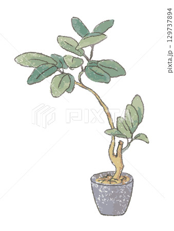 大きな観葉植物_室内インテリア 129737894