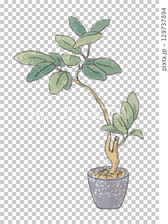 大きな観葉植物_室内インテリア 129737894