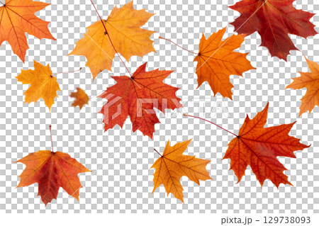 Falling autumn leaves in vibrant colors, maple and oak foliage isolated on transparent background Falling autumn leaves in vibrant colors, maple and oak foliage isolated on transparent background 129738093