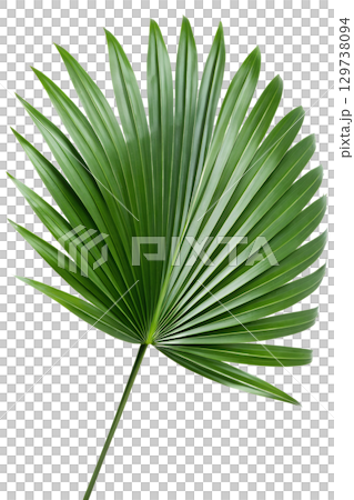 Tropical fan palm leaf isolated on transparent background, lush green foliage for beach designs Tropical fan palm leaf isolated on transparent background, lush green foliage for beach designs 129738094