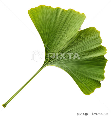 Ginkgo biloba leaf isolated on transparent background, fan-shaped herbal medicine symbol with veins 129738096