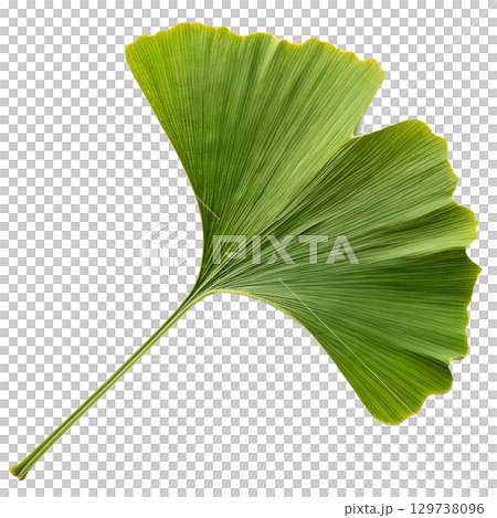 Ginkgo biloba leaf isolated on transparent background, fan-shaped herbal medicine symbol with veins 129738096