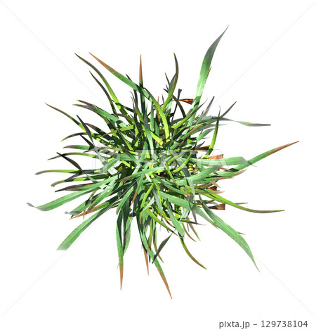 wild field grass, top view, isolated on a transparent background, 3D illustration, cg render wild field grass, top view, isolated on a transparent background, 3D illustration, cg render 129738104