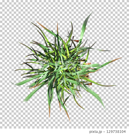 wild field grass, top view, isolated on a transparent background, 3D illustration, cg render wild field grass, top view, isolated on a transparent background, 3D illustration, cg render 129738104