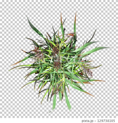 wild field grass, top view, isolated on a transparent background, 3D illustration, cg render 129738105