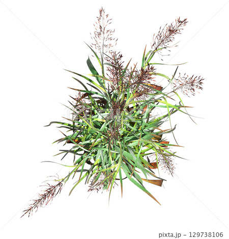wild field grass, top view, isolated on a transparent background, 3D illustration, cg render 129738106