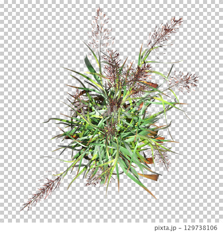 wild field grass, top view, isolated on a transparent background, 3D illustration, cg render 129738106