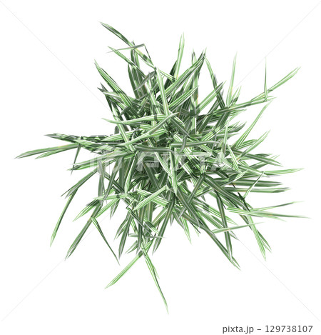 wild field grass, top view, isolated on a transparent background, 3D illustration, cg render 129738107