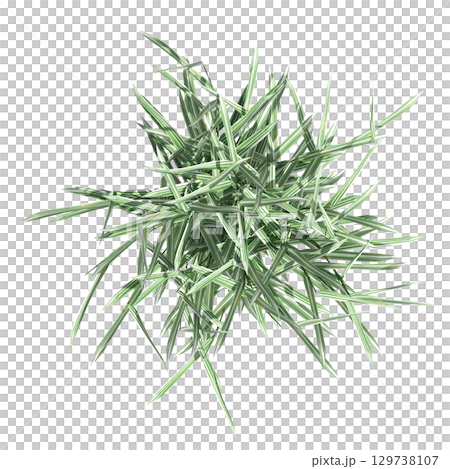 wild field grass, top view, isolated on a transparent background, 3D illustration, cg render 129738107