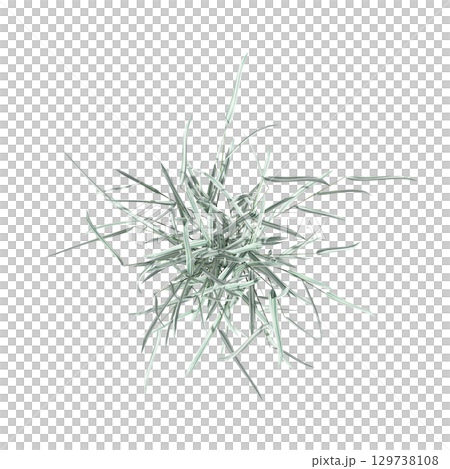 wild field grass, top view, isolated on a transparent background, 3D illustration, cg render 129738108