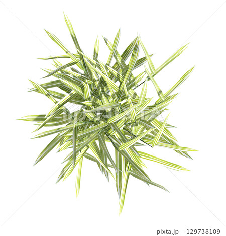 wild field grass, top view, isolated on a transparent background, 3D illustration, cg render 129738109