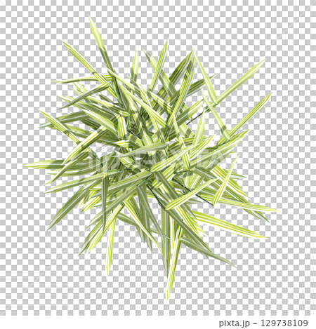 wild field grass, top view, isolated on a transparent background, 3D illustration, cg render 129738109