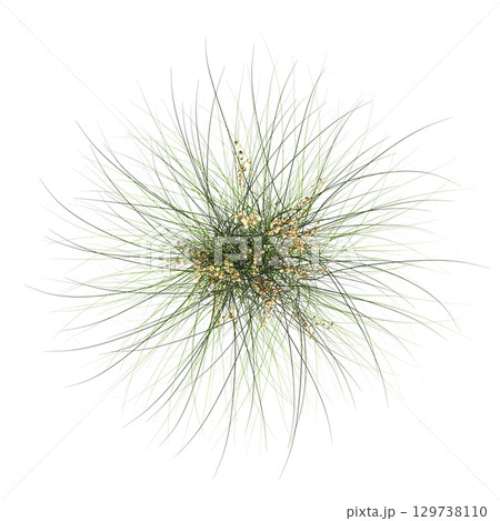 wild field grass, top view, isolated on a transparent background, 3D illustration, cg render 129738110
