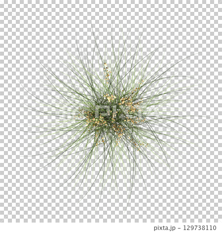 wild field grass, top view, isolated on a transparent background, 3D illustration, cg render 129738110