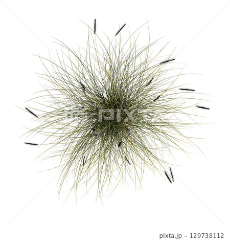 wild field grass, top view, isolated on a transparent background, 3D illustration, cg render 129738112
