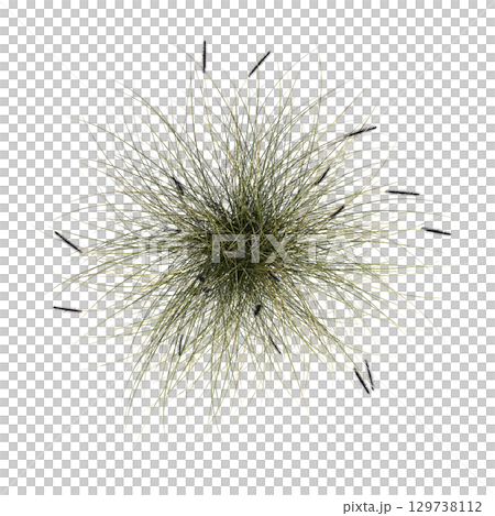 wild field grass, top view, isolated on a transparent background, 3D illustration, cg render 129738112