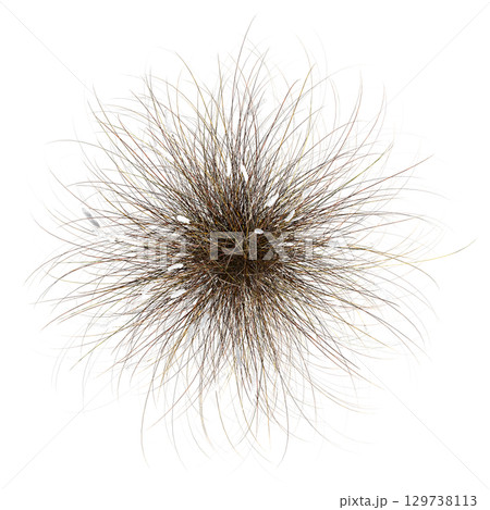 wild field grass, top view, isolated on a transparent background, 3D illustration, cg render 129738113