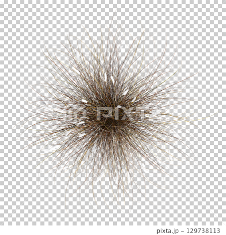 wild field grass, top view, isolated on a transparent background, 3D illustration, cg render 129738113