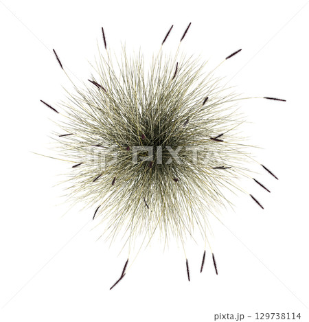 wild field grass, top view, isolated on a transparent background, 3D illustration, cg render 129738114