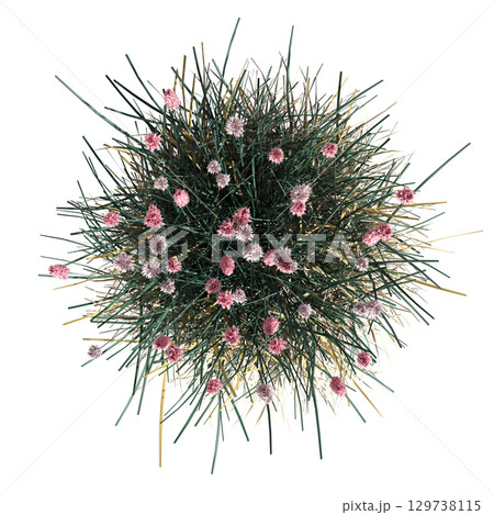 wild field grass, top view, isolated on a transparent background, 3D illustration, cg render 129738115
