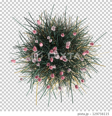 wild field grass, top view, isolated on a transparent background, 3D illustration, cg render 129738115