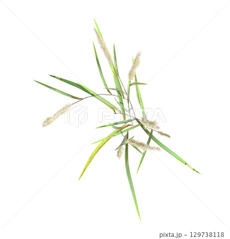 wild field grass, top view, isolated on a transparent background, 3D illustration, cg render 129738118
