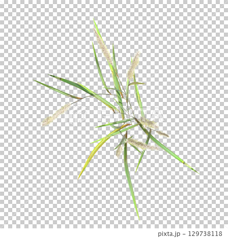 wild field grass, top view, isolated on a transparent background, 3D illustration, cg render 129738118