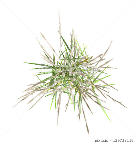 wild field grass, top view, isolated on a transparent background, 3D illustration, cg render 129738119