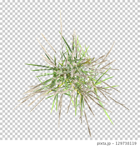 wild field grass, top view, isolated on a transparent background, 3D illustration, cg render 129738119