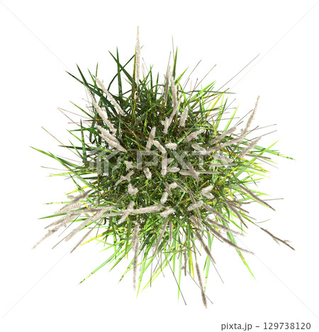 wild field grass, top view, isolated on a transparent background, 3D illustration, cg render 129738120