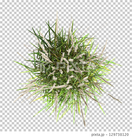 wild field grass, top view, isolated on a transparent background, 3D illustration, cg render 129738120