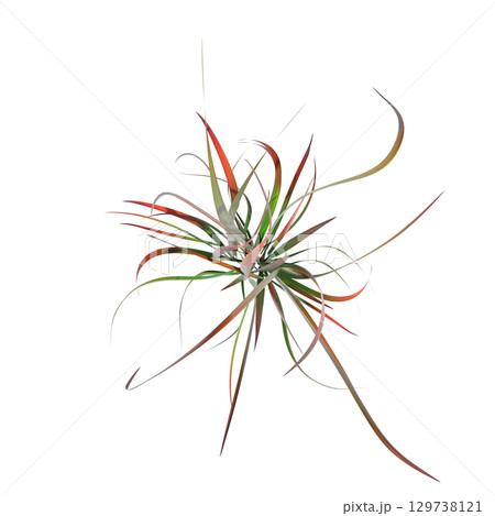 wild field grass, top view, isolated on a transparent background, 3D illustration, cg render 129738121