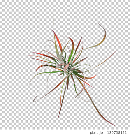 wild field grass, top view, isolated on a transparent background, 3D illustration, cg render 129738121