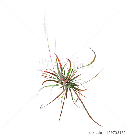 wild field grass, top view, isolated on a transparent background, 3D illustration, cg render 129738122
