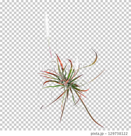 wild field grass, top view, isolated on a transparent background, 3D illustration, cg render 129738122
