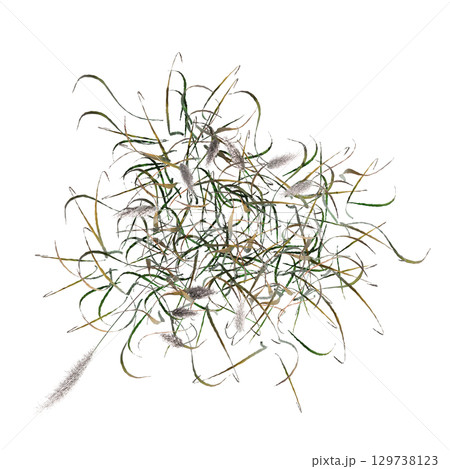 wild field grass, top view, isolated on a transparent background, 3D illustration, cg render 129738123