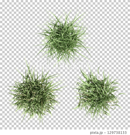 wild field grass, top view, isolated on a transparent background, 3D illustration, cg render wild field grass, top view, isolated on a transparent background, 3D illustration, cg render 129738133