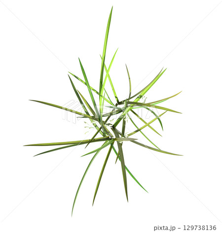 wild field grass, top view, isolated on a transparent background, 3D illustration, cg render 129738136