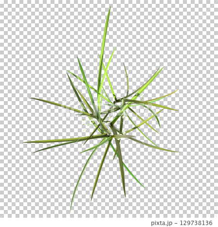 wild field grass, top view, isolated on a transparent background, 3D illustration, cg render wild field grass, top view, isolated on a transparent background, 3D illustration, cg render 129738136