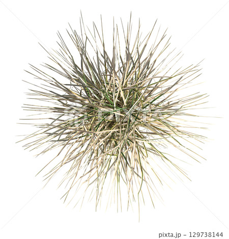 wild field grass, top view, isolated on a transparent background, 3D illustration, cg render 129738144