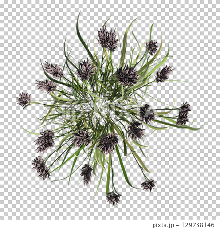 wild field grass, top view, isolated on a transparent background, 3D illustration, cg render wild field grass, top view, isolated on a transparent background, 3D illustration, cg render 129738146