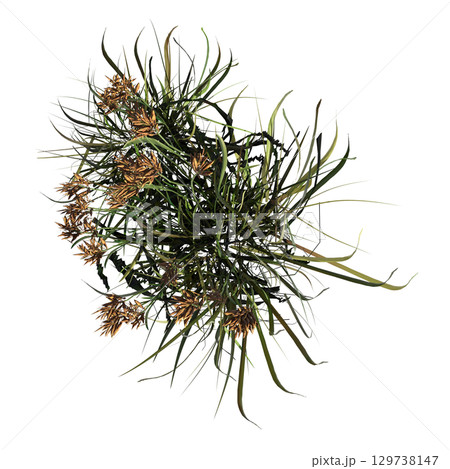 wild field grass, top view, isolated on a transparent background, 3D illustration, cg render wild field grass, top view, isolated on a transparent background, 3D illustration, cg render 129738147